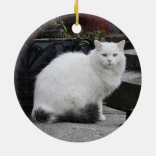 Ornement Rond En Céramique Belle Chat Blanc Sur Une Grave