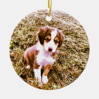 Ornement Rond En Céramique Berger australien miniature ! Mini chiot
