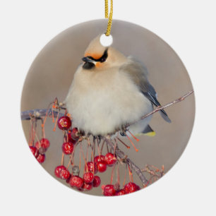 Ornement Rond En Céramique Bohemian waxwing en hiver, Canada