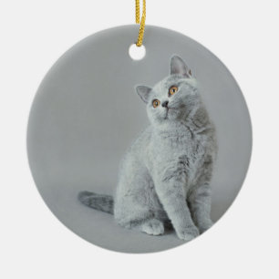 Ornement Rond En Céramique British shorthair kitten