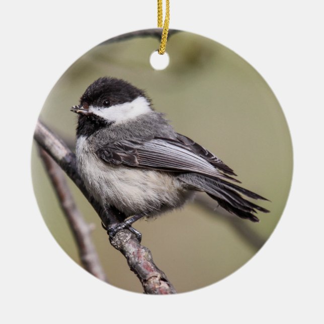 Ornement Rond En Céramique Chickadee Noir-couvert (Devant)