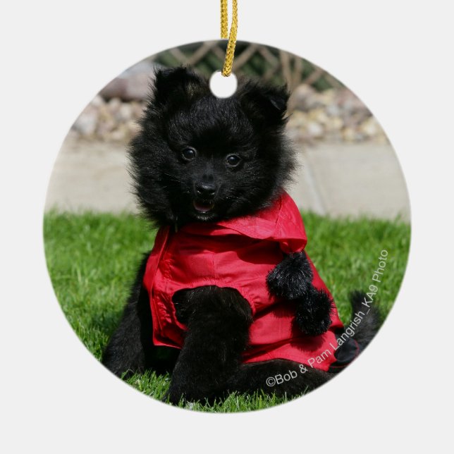 Ornement Rond En Céramique Chiot noir de Pomeranian regardant (Devant)