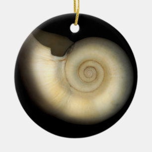 Ornement Rond En Céramique Coquille - Conchologie - Nautilus