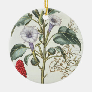 Ornement Rond En Céramique Épine Apple, du "Hortus Eystettensis" par Bas