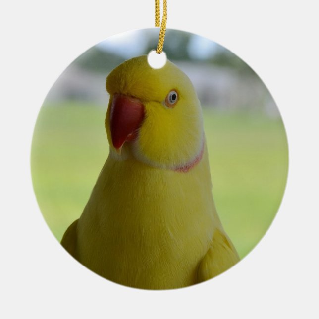 Ornement Rond En Céramique Indien Ringneck à la nuance (Devant)