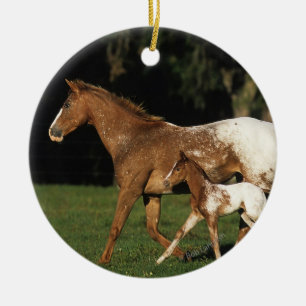 Ornement Rond En Céramique Jument et poulain d'Appaloosa