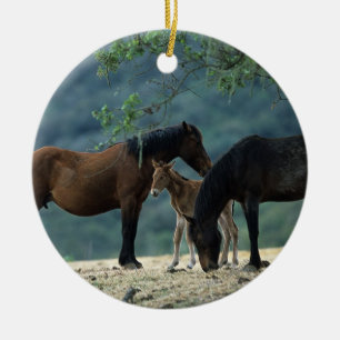 Ornement Rond En Céramique Jument et poulain sauvages de mustang