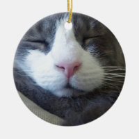 Kitty avec le sommeil rose de nez