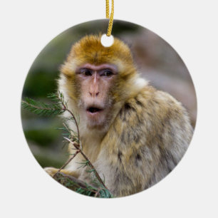 Ornement Rond En Céramique Macaca sylvanus
