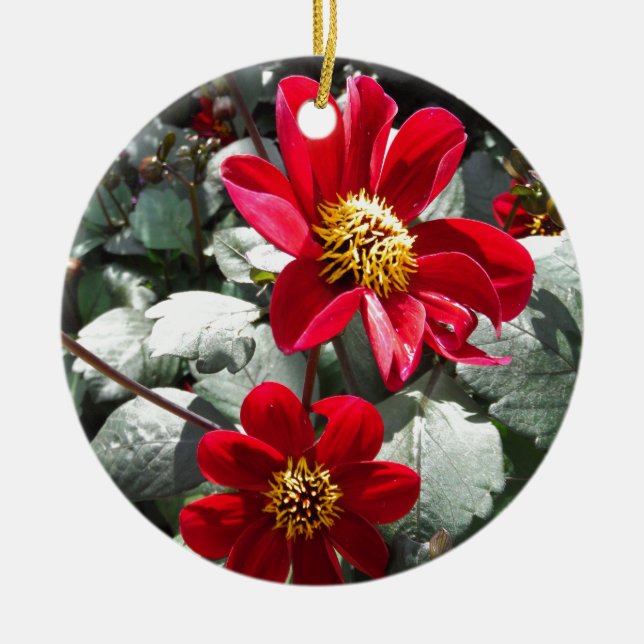 Ornement Rond En Céramique marguerite rose chaud rouge / marguerites fleurs (Devant)