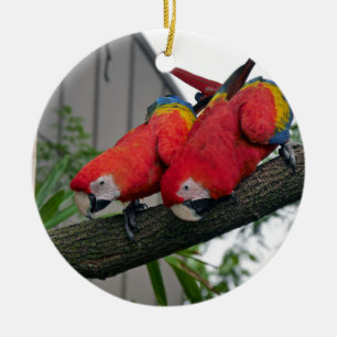 Ornement Rond En Céramique Red Macaws 2.JPG