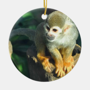 Ornement Rond En Céramique Singe araignée