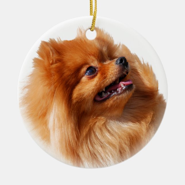 Ornement Rond En Céramique Spitz de Pomeranian (Devant)