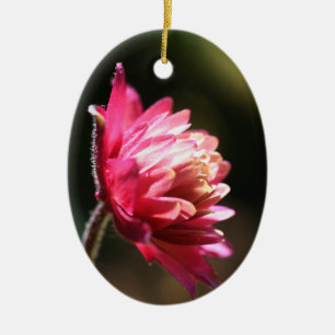Ornement rouge de fleur au soleil