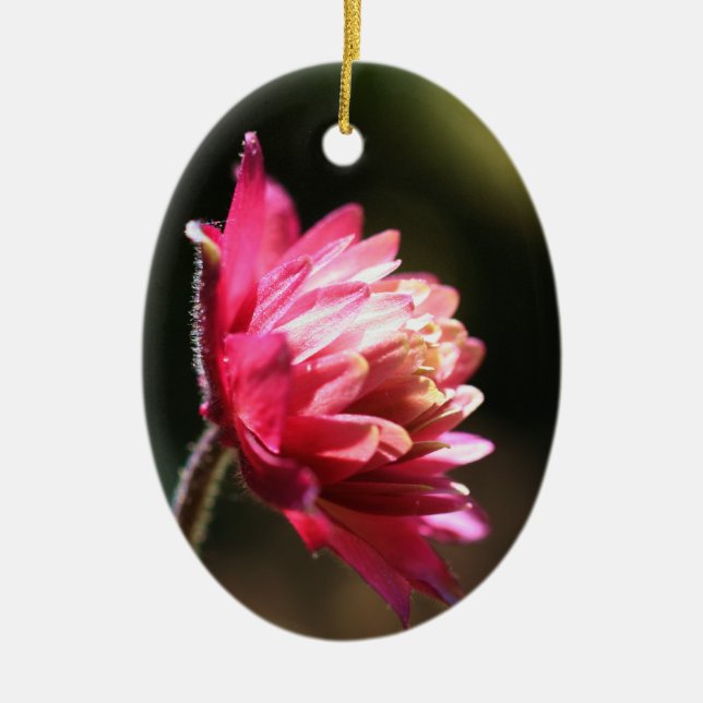 Ornement rouge de fleur au soleil (Devant)