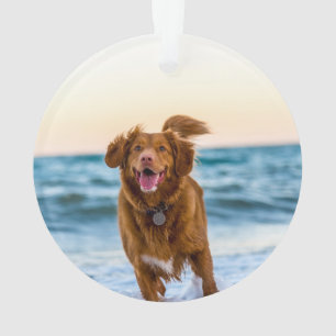Ornements de Noël personnalisés pour animaux de co