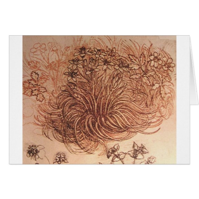 Ornithogalum (étoile de Bethlehem) (Devant horizontal)