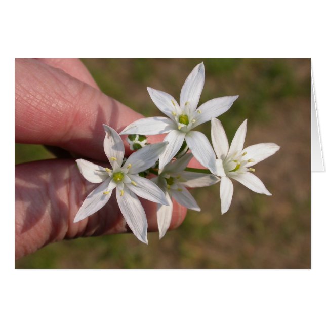 Ornithogalum umbellatum (Vorderseite (Horizontal))