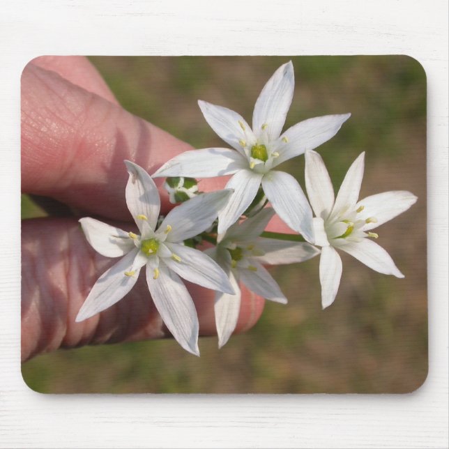 Ornithogalum umbellatum mousepad (Vorne)