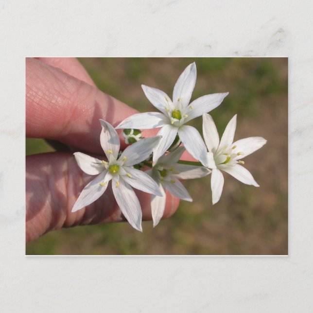 Ornithogalum umbellatum postkarte (Vorderseite)