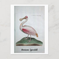Ornithologie - Amerikanische Spoonbill