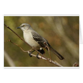 Ornithologie de Mockingbird