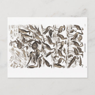 Ornithologie Postkarte