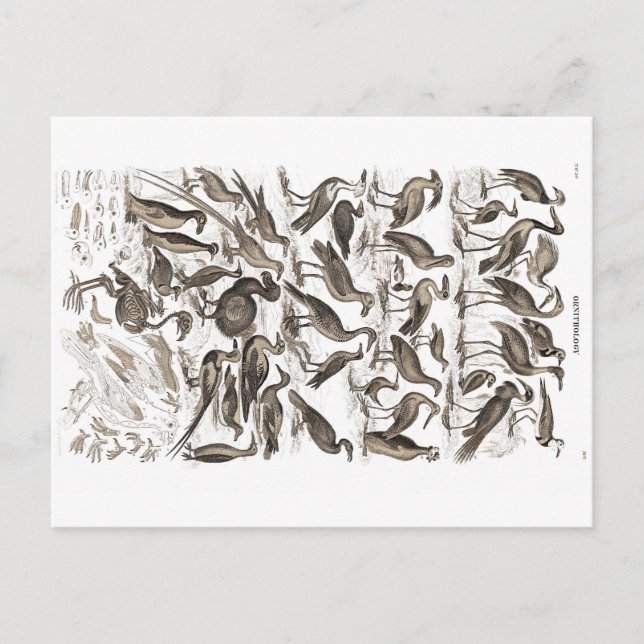 Ornithologie Postkarte (Vorderseite)