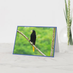 Oropendola Faltkarte Dankeskarte