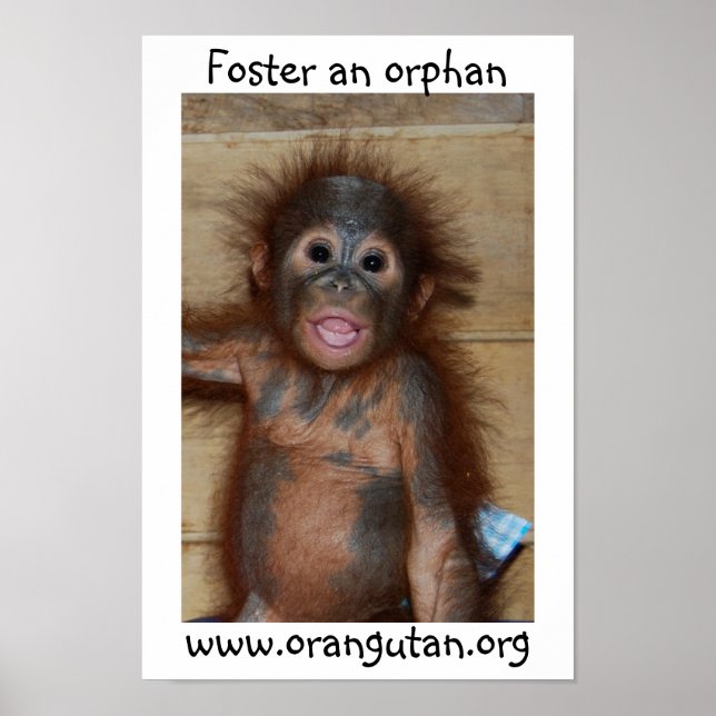 Orphan Baby Orangutan Poster (Vorne)