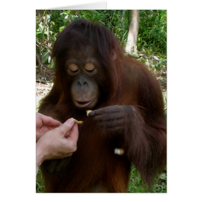 Orphan Orangoutan Mange des cacahuètes dans la jun (Devant)