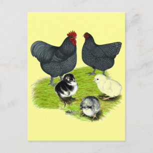 Orpington Blaue Hühnerfamilie Postkarte