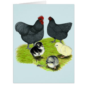 Orpington Blue Chicken Family