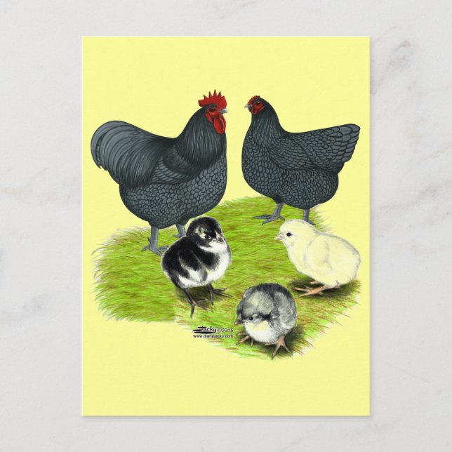 Orpington Blue Chicken Family Postkarte (Vorderseite)