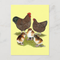 Orpington Jubilee Chicken Family