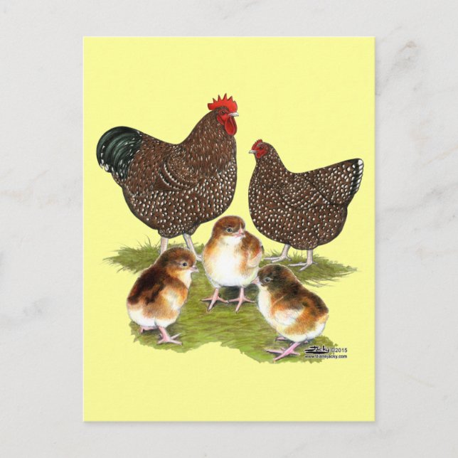 Orpington Jubilee Chicken Family Postkarte (Vorderseite)