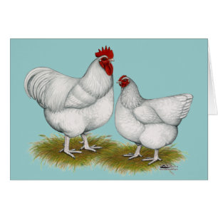 Orpington : Paire blanche