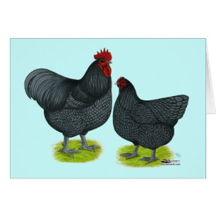 Orpington :  Paires bleues