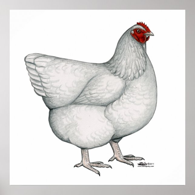 Orpington White Hen Poster (Vorne)