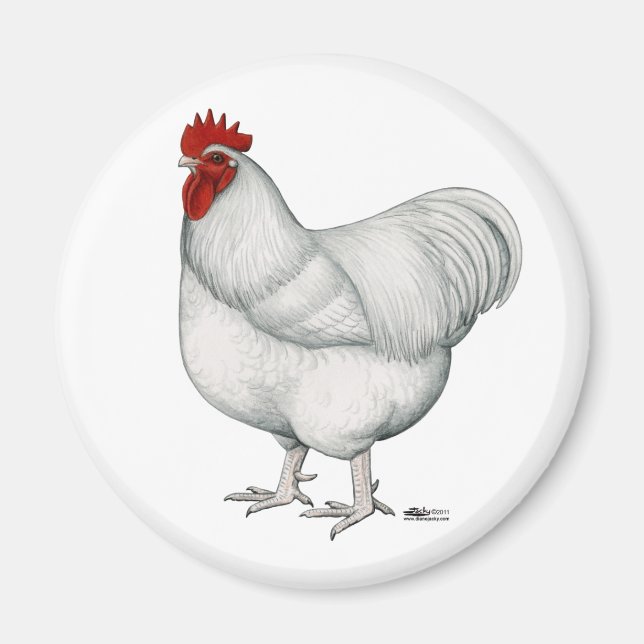 Orpington White Rooster Magnet (Vorne)
