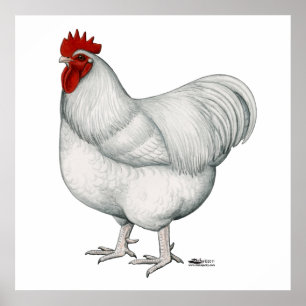 Orpington White Rooster Poster