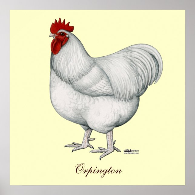 Orpington White Rooster Poster (Vorne)