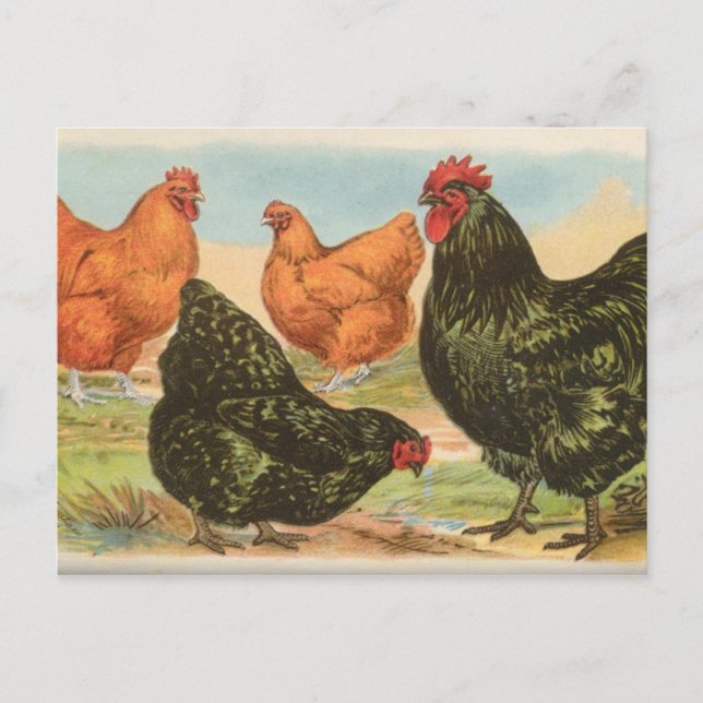 Orpingtons Postkarte (Vorderseite)