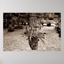 orquideas 03 poster