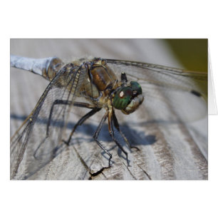 Orthetrum-Storatum
