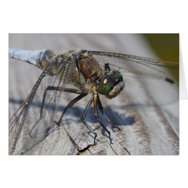 Orthetrum-Storatum (Vorderseite (Horizontal))