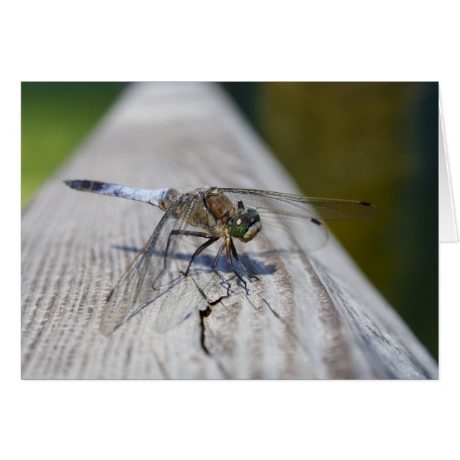 Orthetrum-Storatum (Vorderseite (Horizontal))