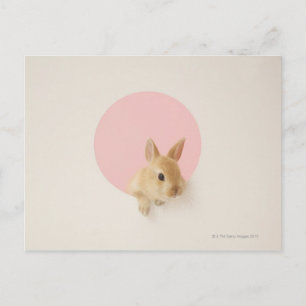Oryctolagus cuniculus 3 postkarte
