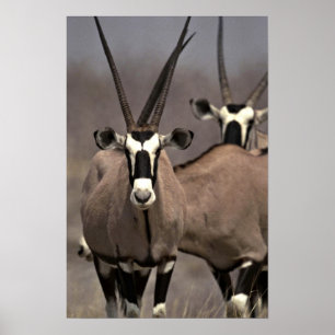 Oryx antelope poster