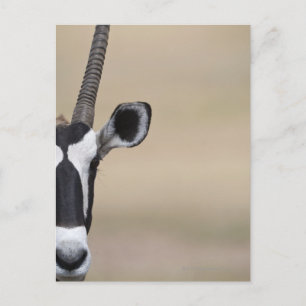 Oryx auch Gemsbock, Oryx gazella, Auob Postkarte